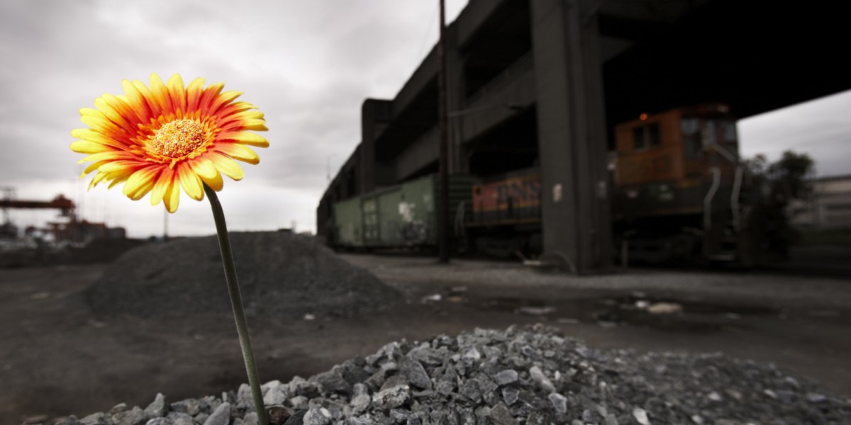 flower grown in unespected place