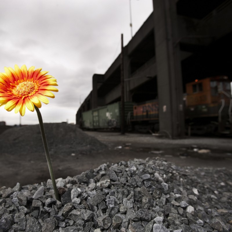 flower grown in unespected place