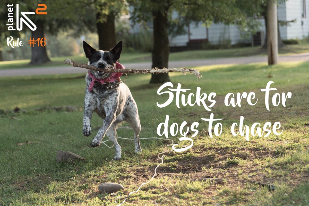 dog with stick