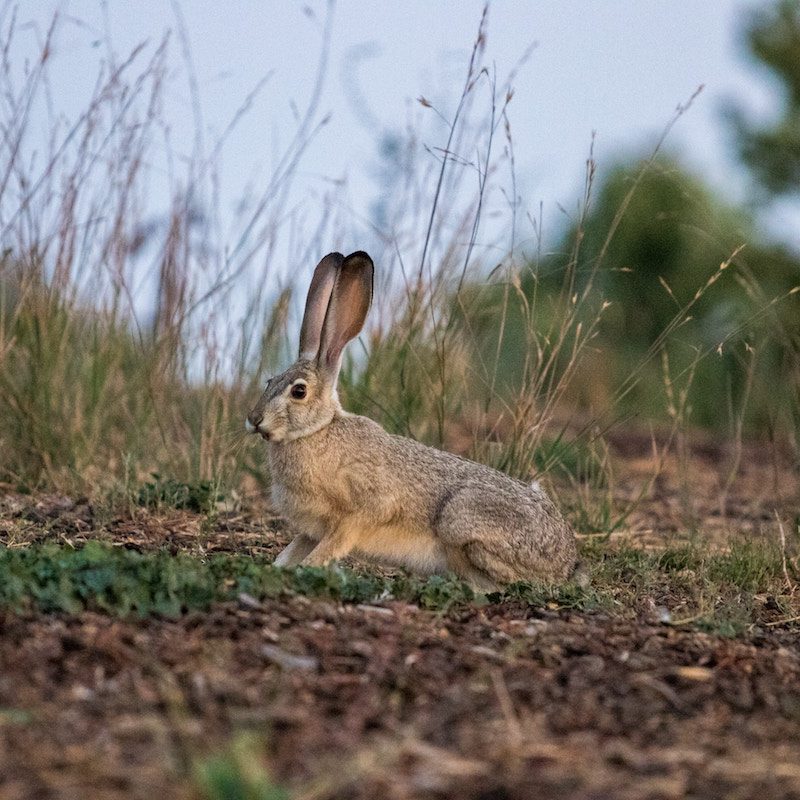 Hare